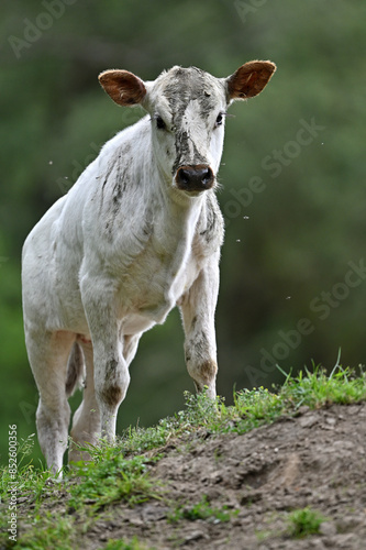 white calf on the meadow farm theme