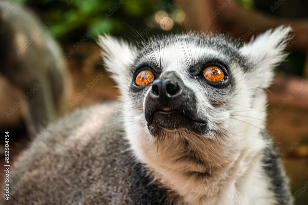 Ring tailed lemur (Lemur catta) is a large strepsirrhine primate known as maky, maki or hira Tsimanampetsotsa Nature Reserve, in Madagascar for animal catalogue or content Ring tailed lemur (Lemur catta) is a large strepsirrhine primate known as maky, maki or hira Tsimanampetsotsa Nature Reserve, in Madagascar for animal catalogue or content