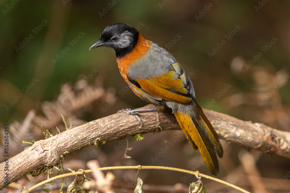 Collared Laughingthrush perched on a branch in the forest Collared Laughingthrush perched on a branch in the forest