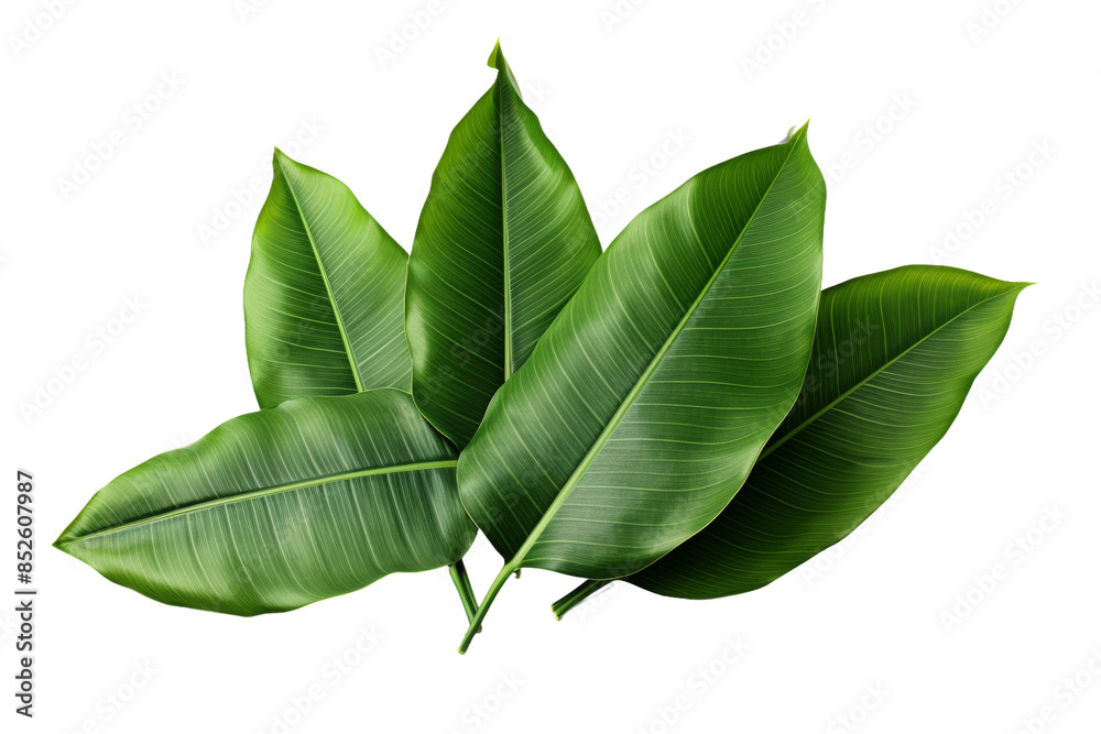 Obraz premium A Symphony of Green: Lush Ficus Leaves Against a Pure White Background on a Clear PNG or White Background.