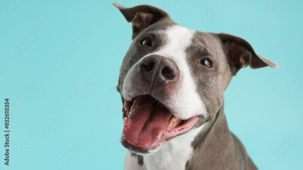 Cute Pitbull Blue dog looking at camera in blue studio Cute Pitbull Blue dog looking at camera in blue studio