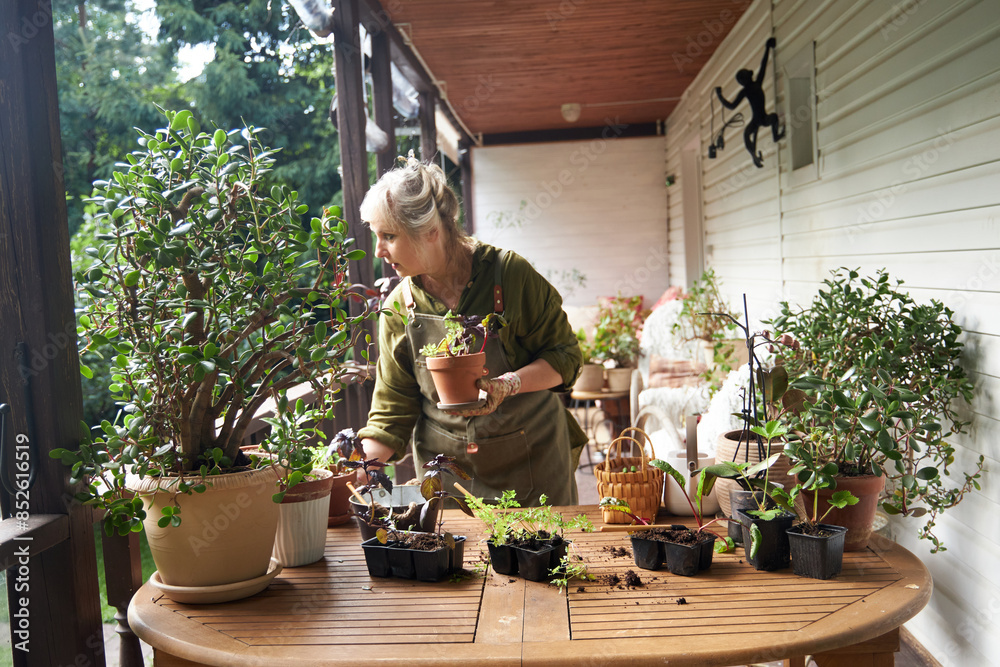 a woman in a green apron on the summer veranda plants flowers in a ceramic pot a woman in a green apron on the summer veranda plants flowers in a ceramic pot