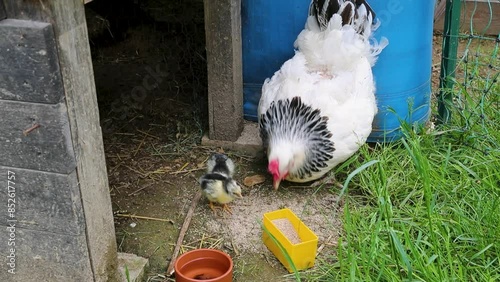 Poule de race Sussex avec ses petits poussins nouveau-nés se nourrissant dehors dans la cour de ferme.