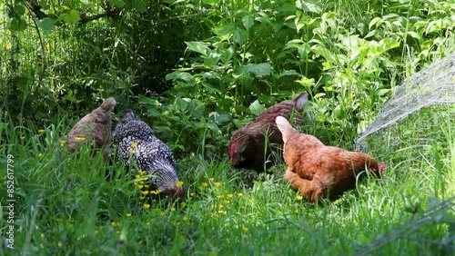 Quatre poules de race de différentes race en liberté dehors dans un jardin.