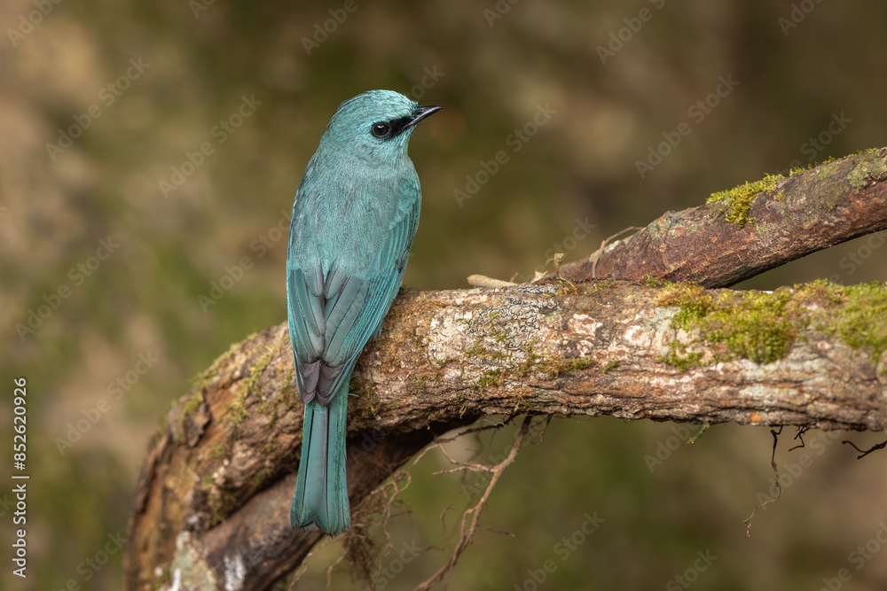 Obraz premium Verditer Flycatcher perched on a branch in the forest and sitting isolated against a natural green background