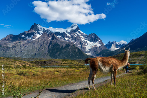 A guanaco on the grassland in front of the Cerro Paine Grande