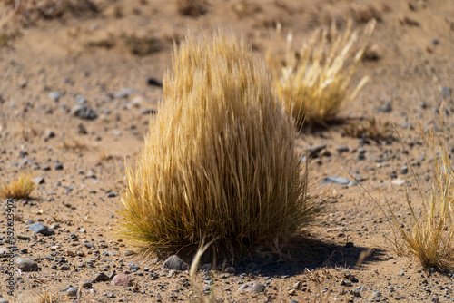 Golden Desert Grass Bush