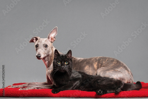 a black cat and a brindle whippet dog lying on a red rug on a grey background in the studio photo