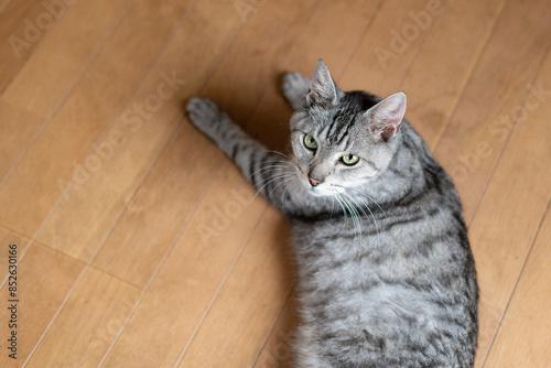 床に寝そべる猫 サバトラ猫