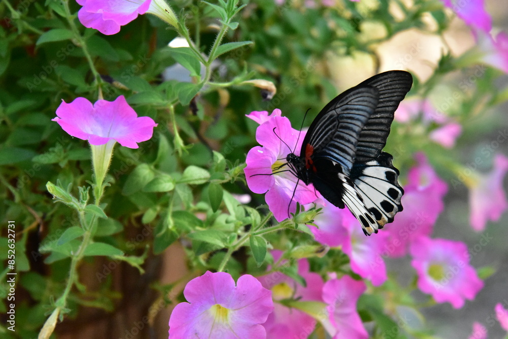 Fototapeta premium Colorful butterfly feeding on a pink flower in a garden