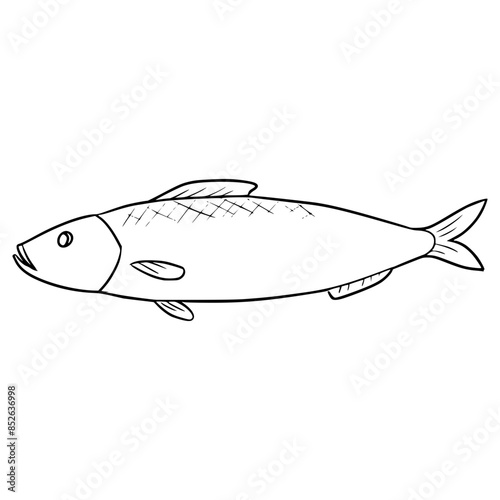 herring fish illustration hand drawn outline vector