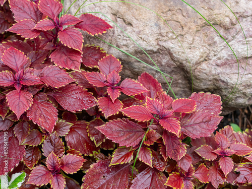 Red tulip flower, macro photo with selective soft focus