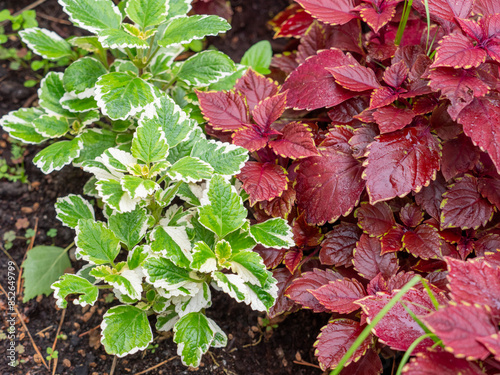 Red tulip flower, macro photo with selective soft focus