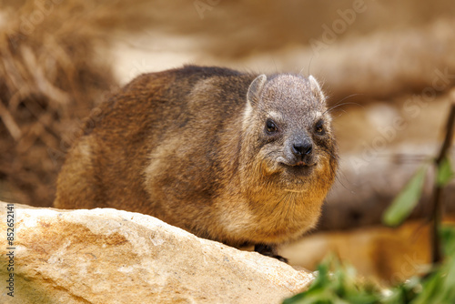 Rock hyrax, Procavia capensis, also called dassie, Cape hyrax, rock rabbit, and coney, is a medium-sized terrestrial mammal native to Africa and the Middle East.
