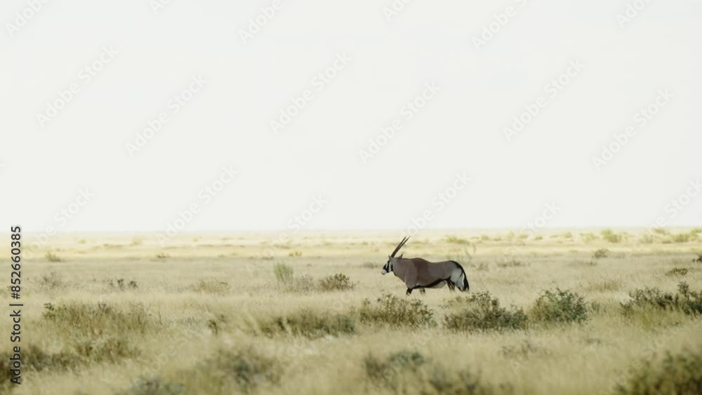 Scene of lonely Wildebeest antelope breeding on savannah fields. Wild mammal animals of South Africa concept. Safari tourism. Wildlife of Tanzania. Migrating animals. Serengeti national park Scene of lonely Wildebeest antelope breeding on savannah fields. Wild mammal animals of South Africa concept. Safari tourism. Wildlife of Tanzania. Migrating animals. Serengeti national park