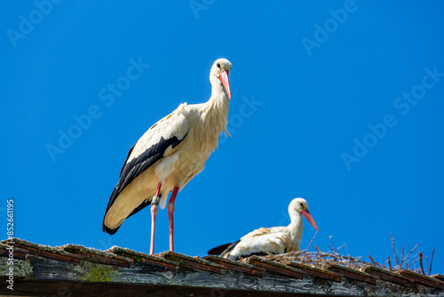 Storch - Nest - Adebar - Paar  photo