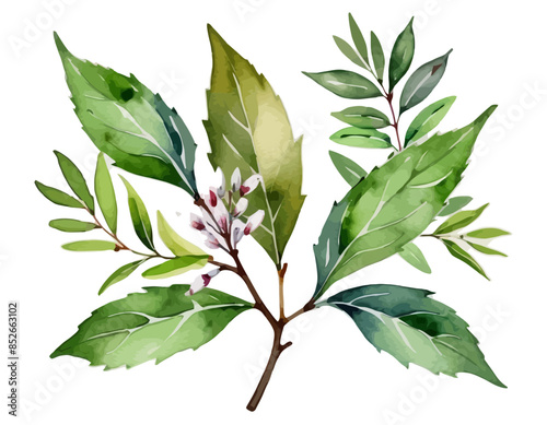 bay leaves, liście, grafika, wektor, vector, flowers, kwiaty, kompozycje kwiatowe, kompozycje z liści, flower compositions, leaf compositions