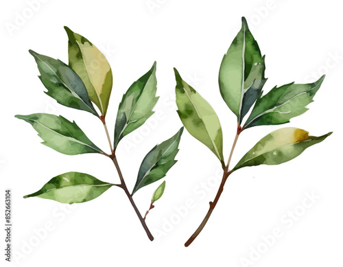 bay leaves, liście, grafika, wektor, vector, flowers, kwiaty, kompozycje kwiatowe, kompozycje z liści, flower compositions, leaf compositions