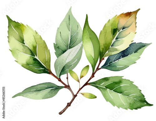 bay leaves, liście, grafika, wektor, vector, flowers, kwiaty, kompozycje kwiatowe, kompozycje z liści, flower compositions, leaf compositions