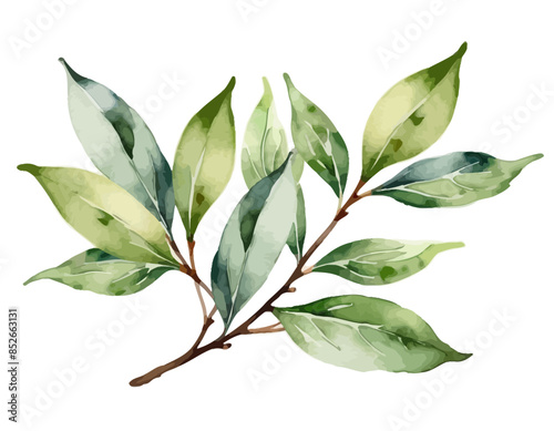 bay leaves, liście, grafika, wektor, vector, flowers, kwiaty, kompozycje kwiatowe, kompozycje z liści, flower compositions, leaf compositions