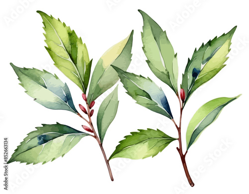 bay leaves, liście, grafika, wektor, vector, flowers, kwiaty, kompozycje kwiatowe, kompozycje z liści, flower compositions, leaf compositions