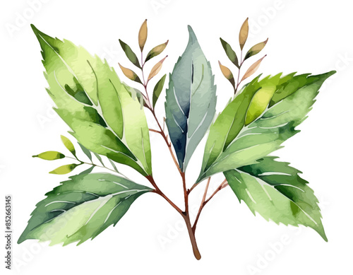 bay leaves, liście, grafika, wektor, vector, flowers, kwiaty, kompozycje kwiatowe, kompozycje z liści, flower compositions, leaf compositions