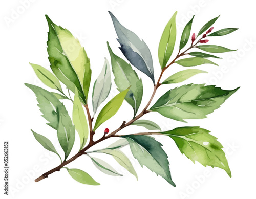 bay leaves, liście, grafika, wektor, vector, flowers, kwiaty, kompozycje kwiatowe, kompozycje z liści, flower compositions, leaf compositions