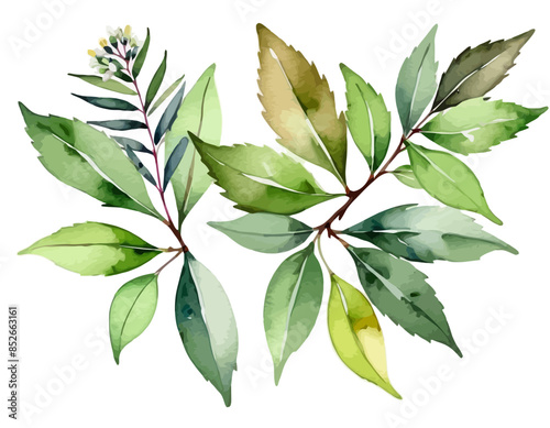 bay leaves, liście, grafika, wektor, vector, flowers, kwiaty