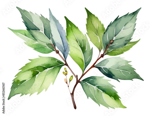 bay leaves, liście, grafika, wektor, vector, flowers, kwiaty, kompozycje kwiatowe, kompozycje z liści, flower compositions, leaf compositions
