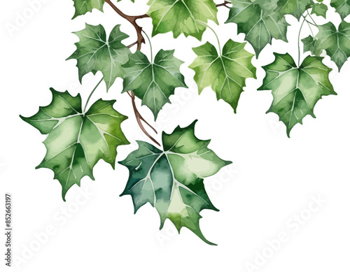 bay leaves, liście, grafika, wektor, vector, flowers, kwiaty, kompozycje kwiatowe, kompozycje z liści, flower compositions, leaf compositions
