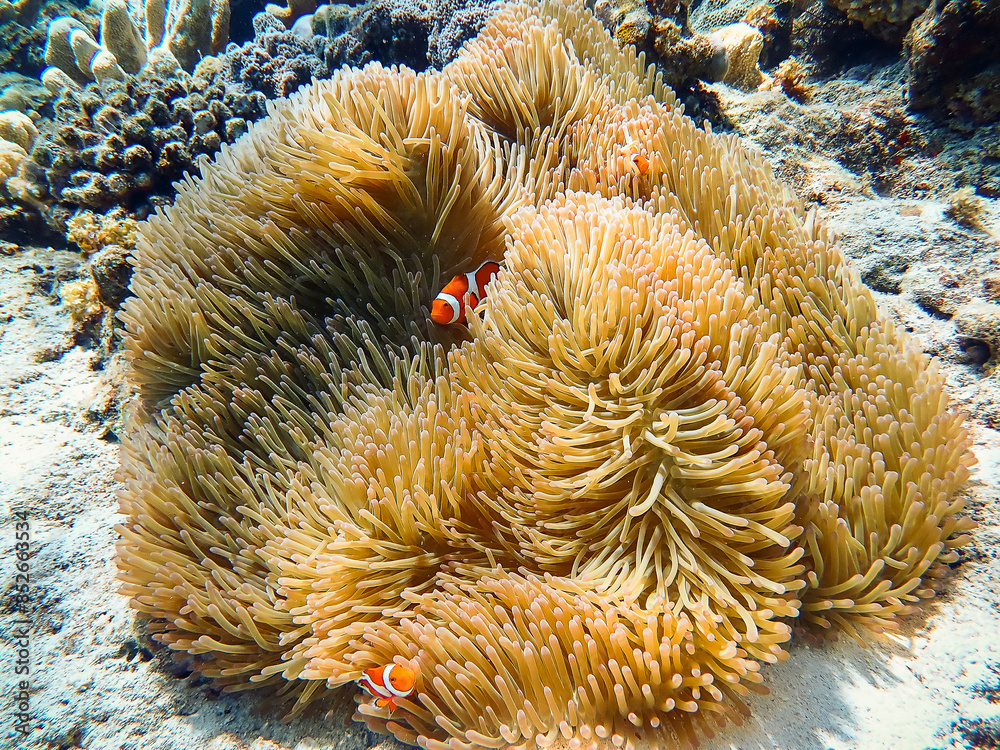 Clown fish (Amphiprion ocellaris) hide in anemones from predators in