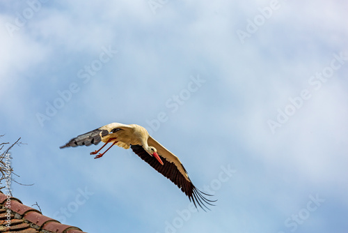 Storch im Anflug photo