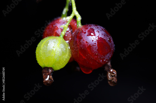 Fresh Berries on Black Background – Raspberry, Gooseberry, Blackcurrant