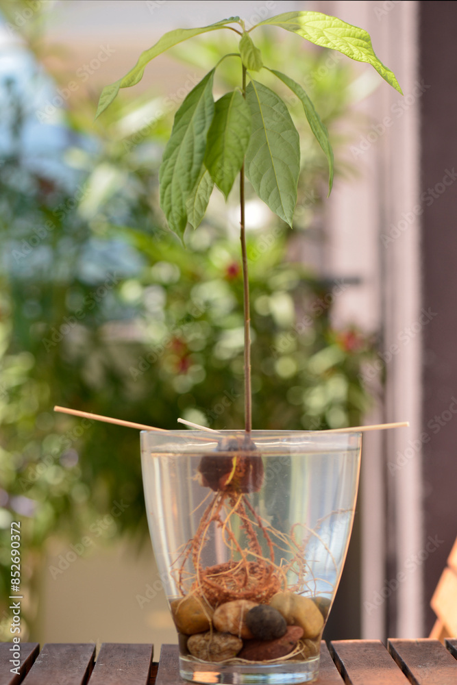 Avocado young homegrown plant growing outdoors in glass bowl with roots visible on apartment balcony Avocado young homegrown plant growing outdoors in glass bowl with roots visible on apartment balcony