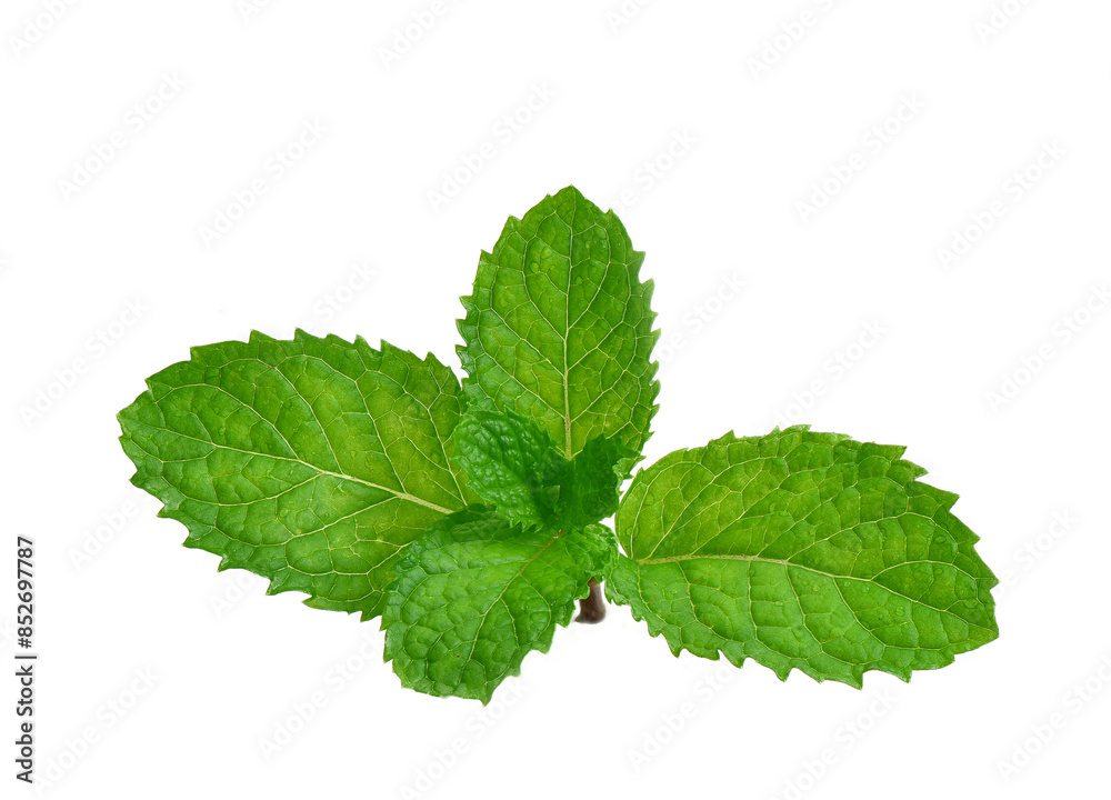 Fresh mint leaves, isolated on transparen png. Fresh mint leaves, isolated on transparen png.