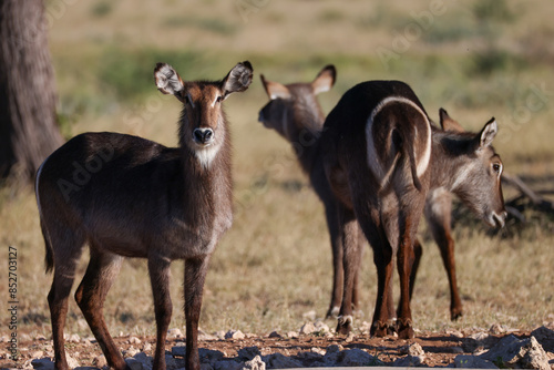 Photography a group of waterbuck antelops in the savannah of Namibia