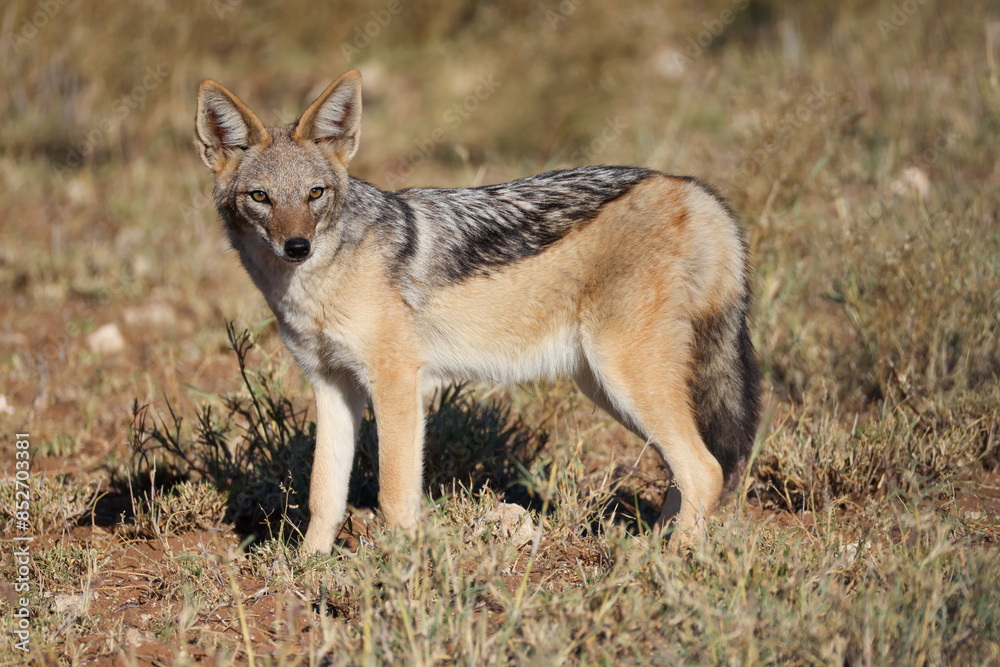 a black backed jackal in the savannah of Namibia a black backed jackal in the savannah of Namibia