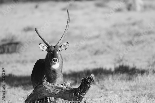 Canvas Print black and white picture of a male waterbuck antelope with one broken horn