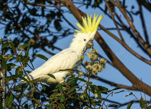 Sulphur Crested Cockatoo feeding