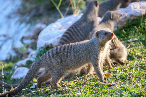Fotografía a group of striped mongooses in Namibia