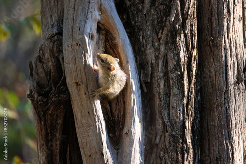 a squirrel in a knothole photo