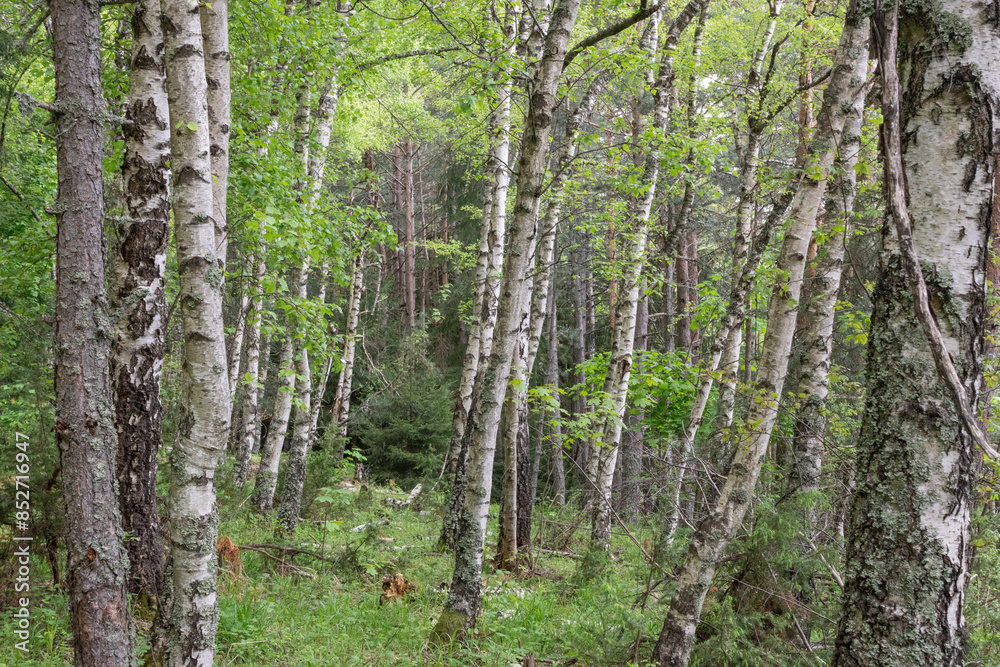 Fototapeta premium Birch trees (Betula, Betulaceae) forest. Beautiful landscape with white textured barks and green leaves in the forest dark shadows. Natural scene in the woods. Greenery in spring outdoor in nature.