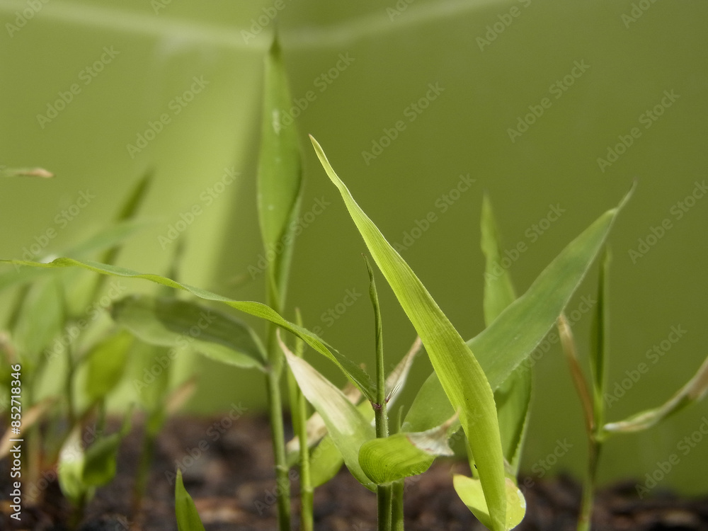 Bamboo Bamboo