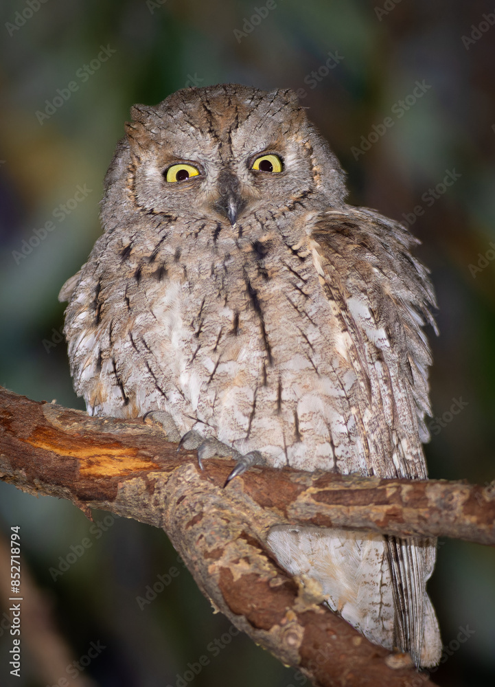 Obraz premium Eurasian scops owl, Otus scops. A bird sits on a branch, looking into the camera lens
