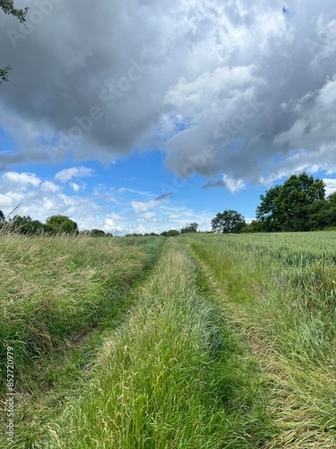 field road, past wheat photo