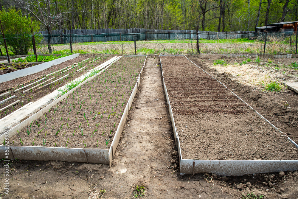two planted beds with vegetables and green onions in the yard without people two planted beds with vegetables and green onions in the yard without people