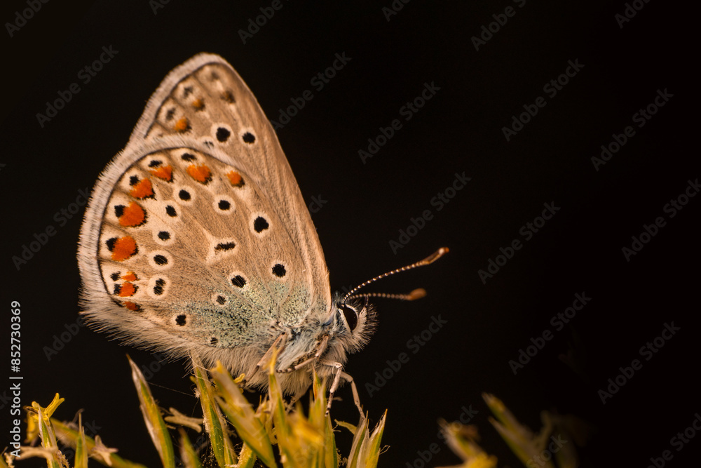 Obraz premium Macro shots, Beautiful nature scene. Closeup beautiful butterfly sitting on the flower in a summer garden.