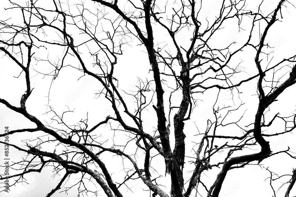 Obraz premium silhouette of a tree