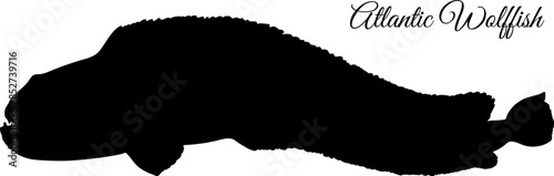Atlantic wolffish silhouette