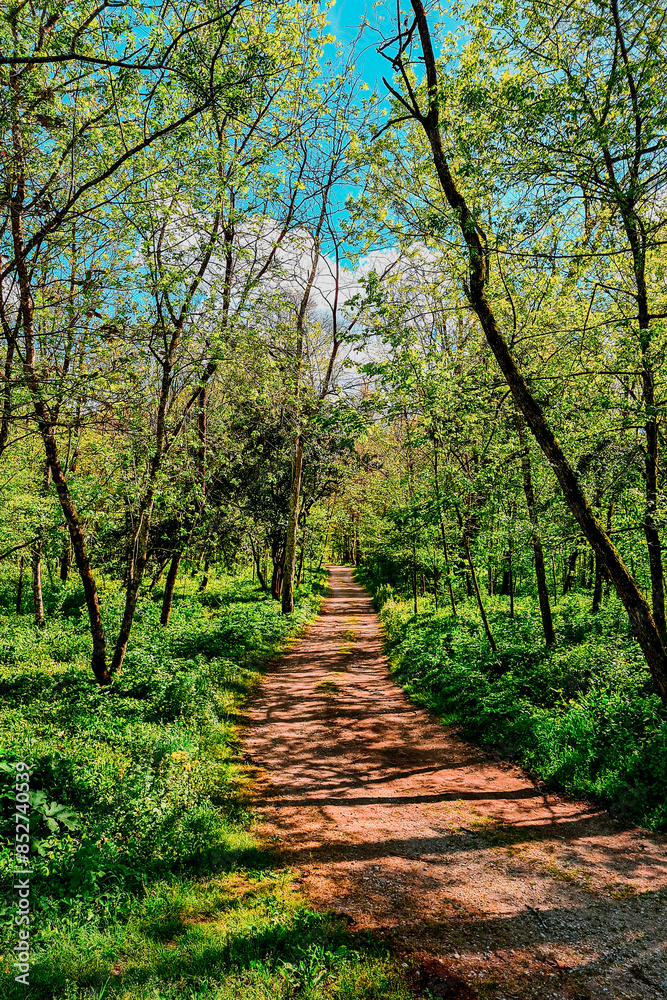 Sunny Forest Path Through Summer Trees Sunny Forest Path Through Summer Trees